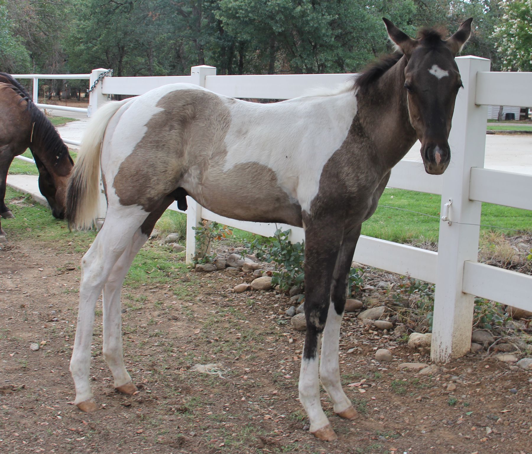 Quarter Horses & Paints For Sale